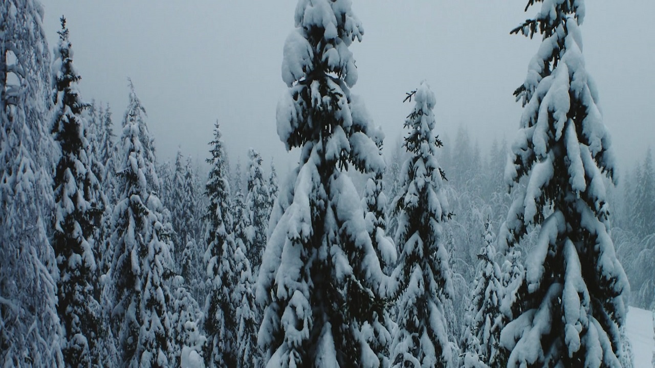 《冬季森林》•迷你帝国大厦 - 纽约空中影片