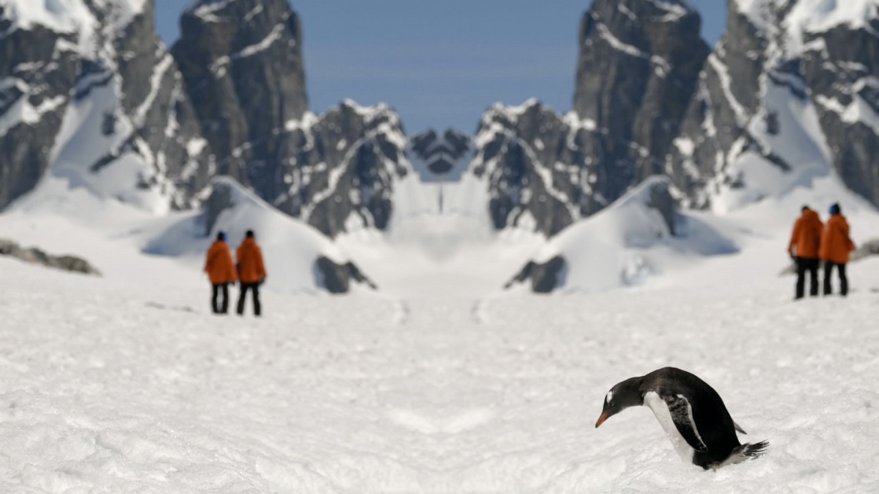 《南极反思》企鹅栖息地南极大陆