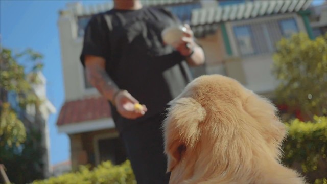 短片 -《狗的日常第5集》
