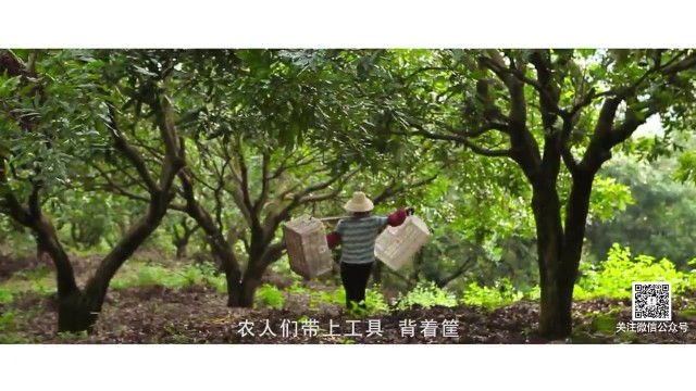 记录片 《 莆田桂圆干甲天下，这边人逢年过节都要吃》