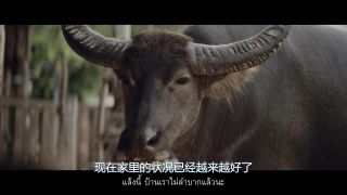 泰国乐购超市广告《老牛的信》(中文字幕)